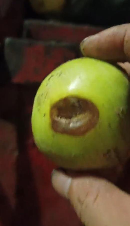 禮泉爛蘋果榨汁風波 企業稱有選果流程，市監局緊急叫停產品出庫